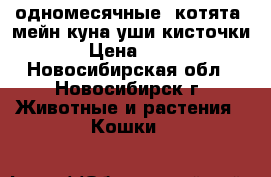 одномесячные  котята  мейн-куна уши-кисточки › Цена ­ 50 - Новосибирская обл., Новосибирск г. Животные и растения » Кошки   
